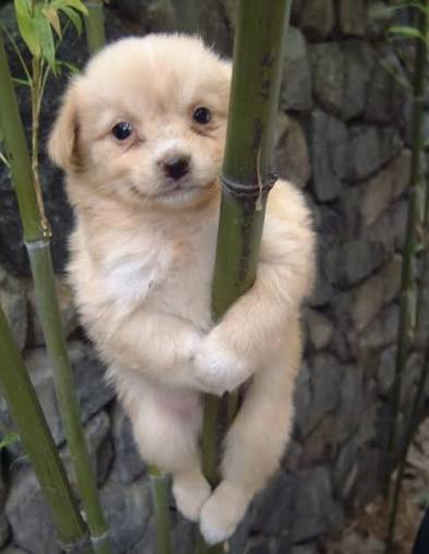 개죽이 - 대나무를 껴안고 매달린 크림색 강아지, 한국 인터넷 밈 Gaejuki the Korean bamboo dog meme